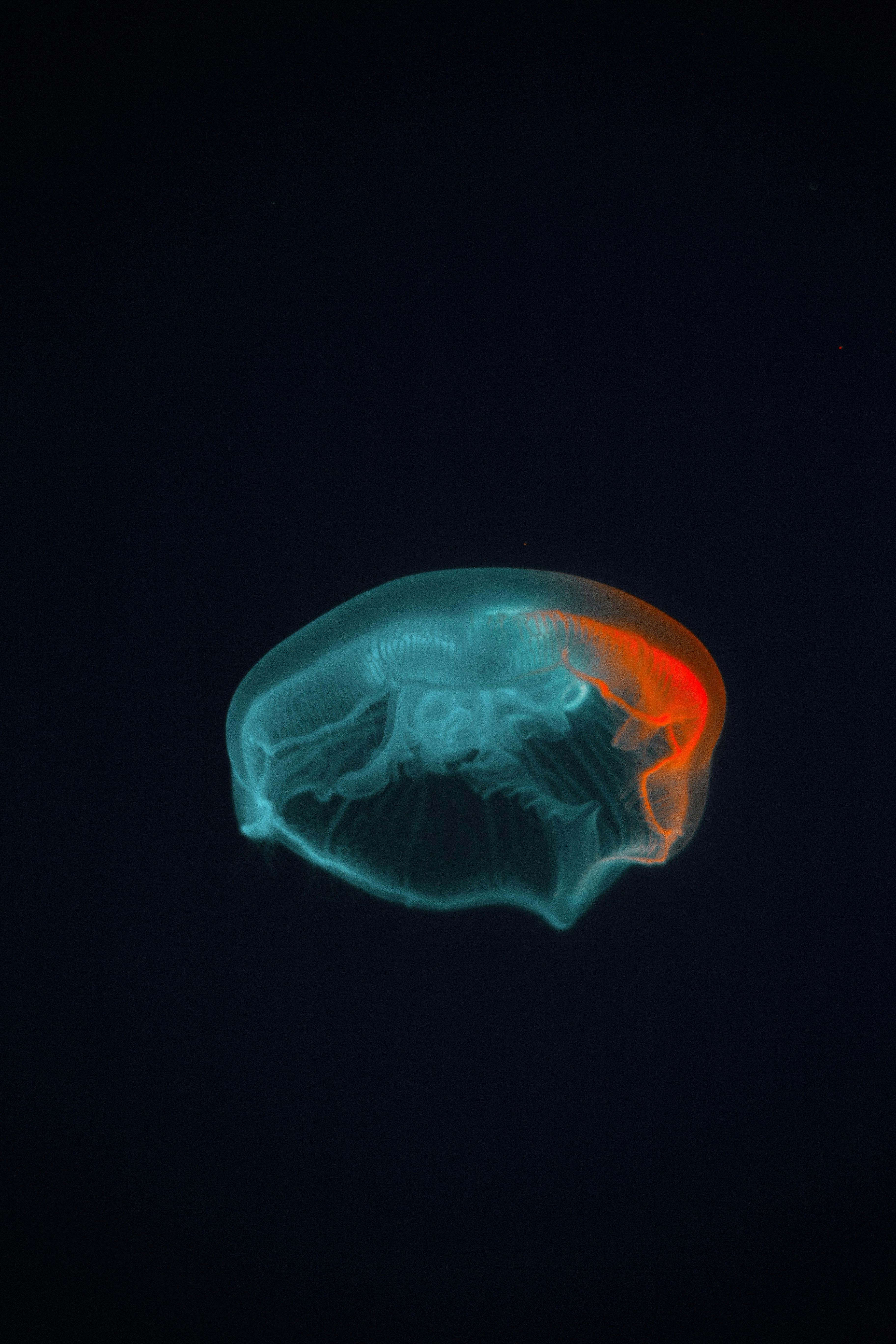 ❓ Frequently Asked Questions (FAQ) About IQ 130 and Giftedness by Free IQ Tests blue jellyfish in black background