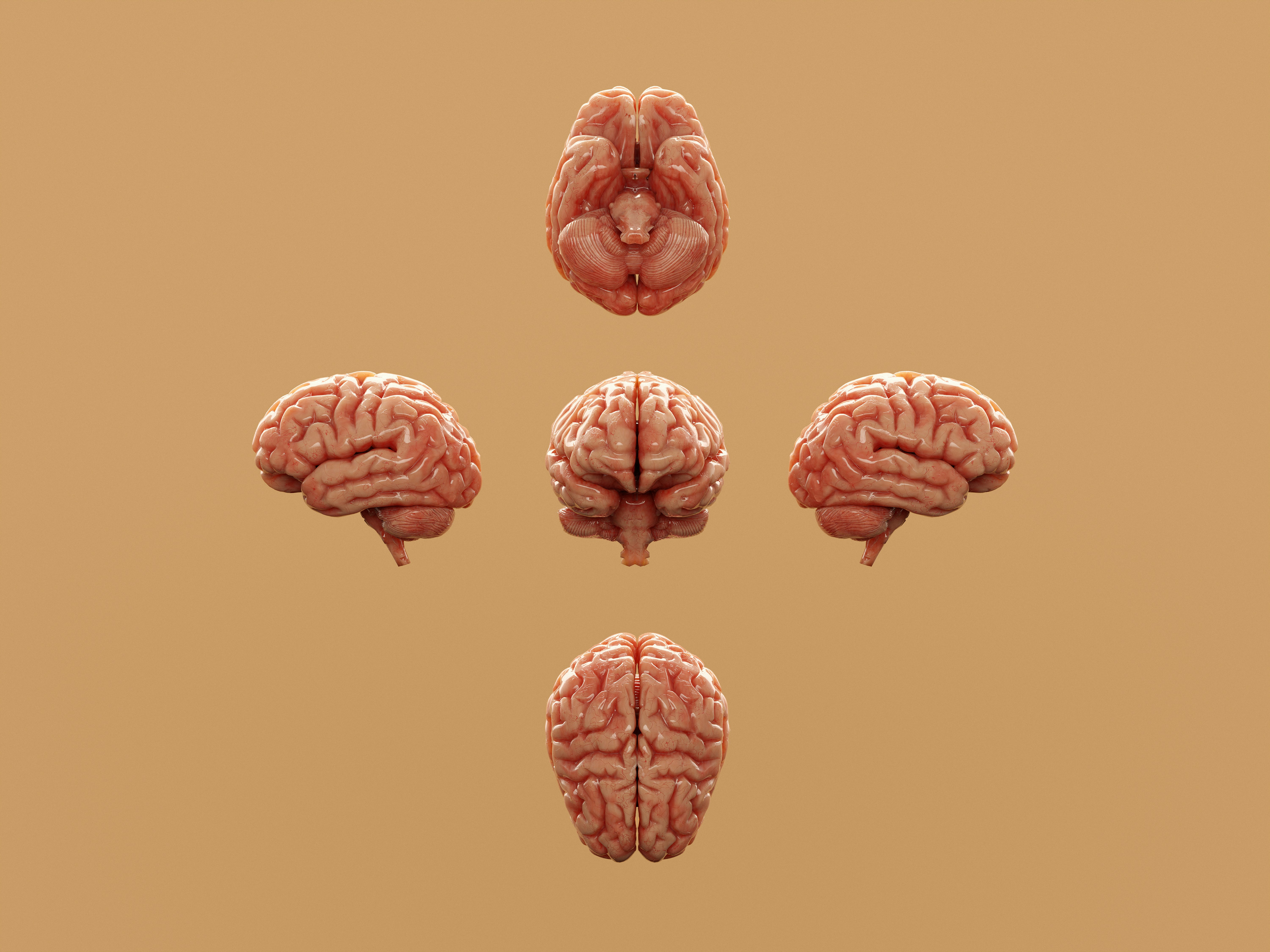 Various perspectives of a human brain are displayed.